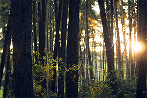 Trees-Color small