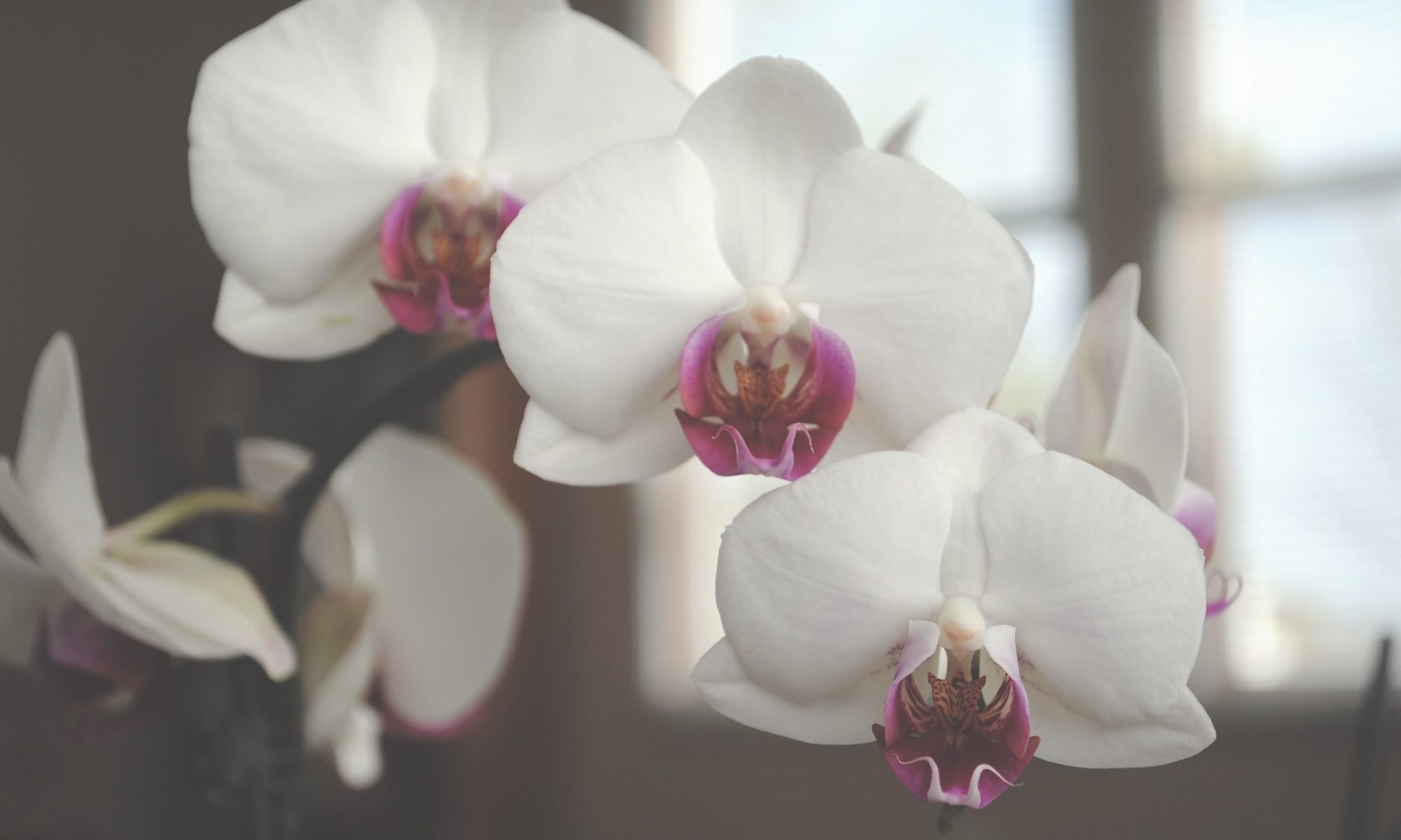 cropped-Iris.jpg
